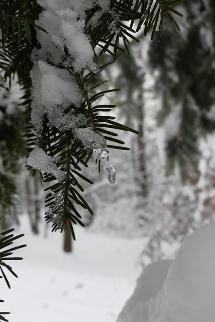 Free download trees branches icicle frost cold free picture to be edited with GIMP free online image editor