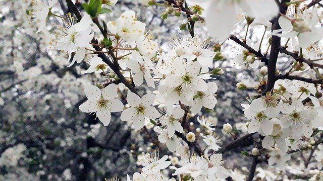 Free download Trees Bud In The Spring And Tree -  free photo or picture to be edited with GIMP online image editor