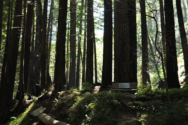 Download gratuito Trees California Big Sur - foto o immagine gratuita da modificare con l'editor di immagini online di GIMP