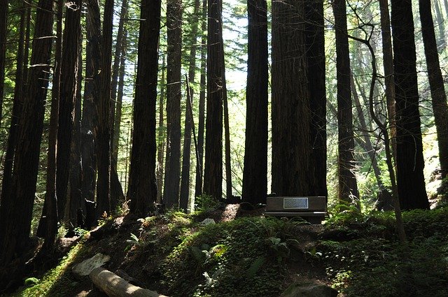 Free download Trees California Big Sur -  free photo or picture to be edited with GIMP online image editor