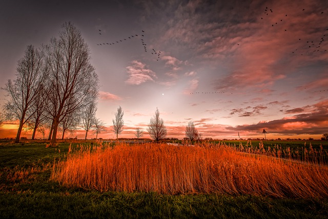 Free download trees clouds nature sunset sky free picture to be edited with GIMP free online image editor