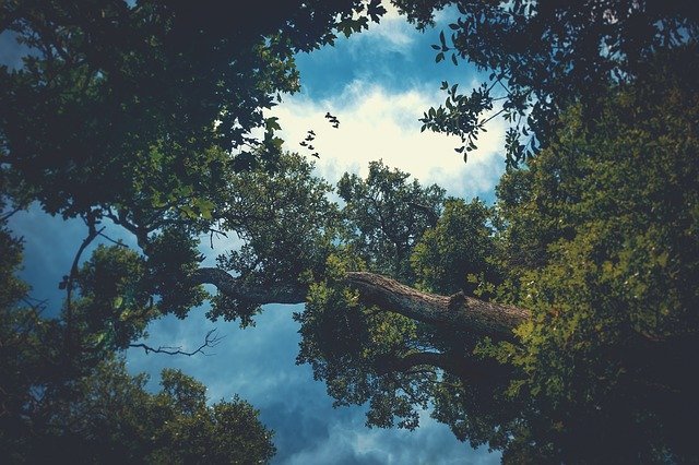 Template Photo Trees Clouds Sky for OffiDocs