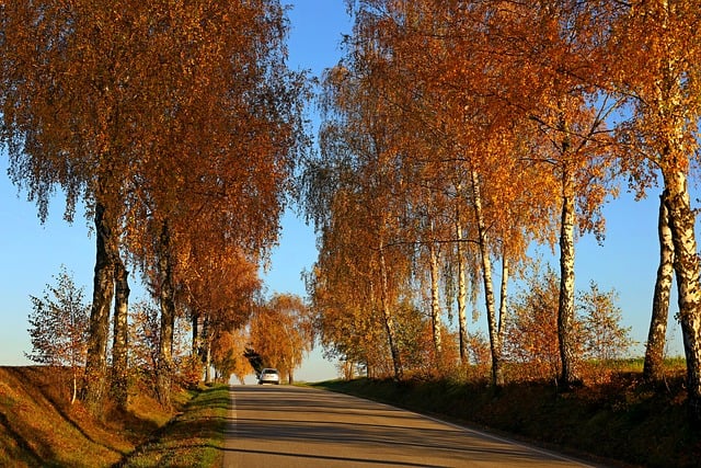 Free download trees colorful road car nature free picture to be edited with GIMP free online image editor