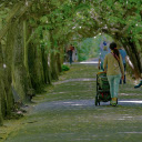 Trees crowded together  screen for extension Chrome web store in OffiDocs Chromium