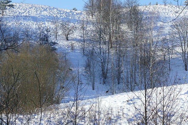 Free download trees deer snow winter nature free picture to be edited with GIMP free online image editor