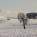 Trees draped with white snow  screen for extension Chrome web store in OffiDocs Chromium