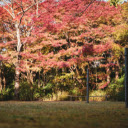 Trees During Autumn Season  screen for extension Chrome web store in OffiDocs Chromium
