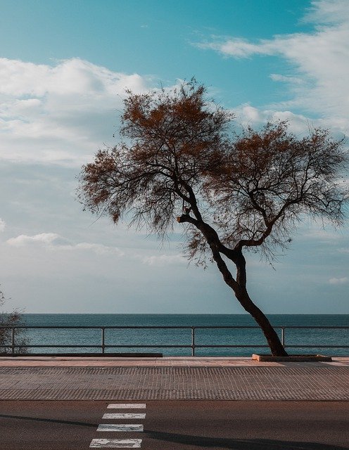 Скачать бесплатно Tree Sea Landscape - бесплатное фото или изображение для редактирования с помощью онлайн-редактора изображений GIMP
