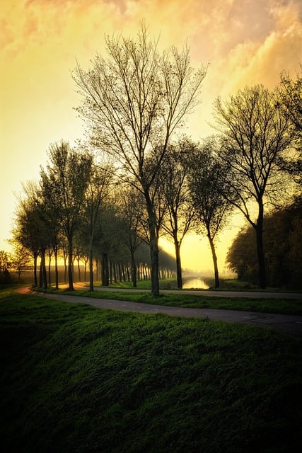 Free download trees evening sun autumn sunlight free picture to be edited with GIMP free online image editor