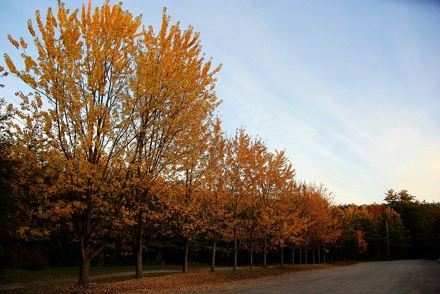 Free picture Trees Fall Autumn -  to be edited by GIMP free image editor by OffiDocs