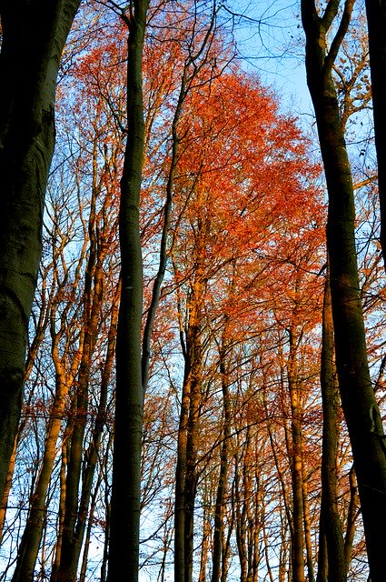 Free download Trees Fall Leaves Forest -  free photo or picture to be edited with GIMP online image editor