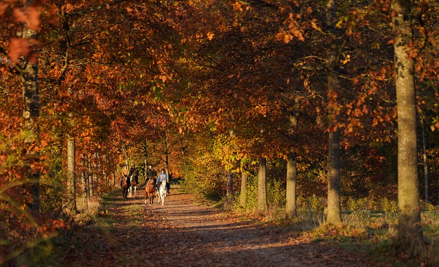 Free download trees fall season falls nature free picture to be edited with GIMP free online image editor