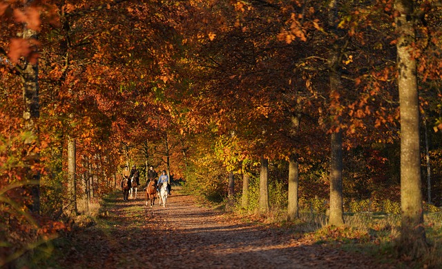 Free download trees fall season falls nature free picture to be edited with GIMP free online image editor