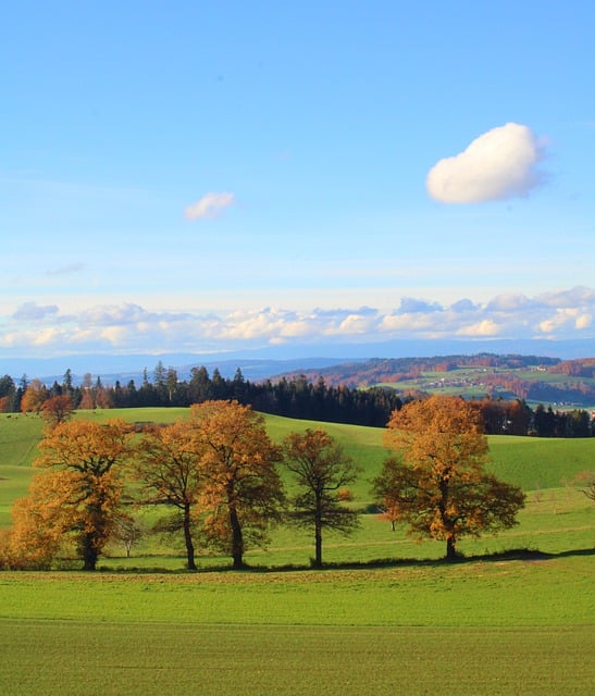 Free download trees field nature landscape fall free picture to be edited with GIMP free online image editor