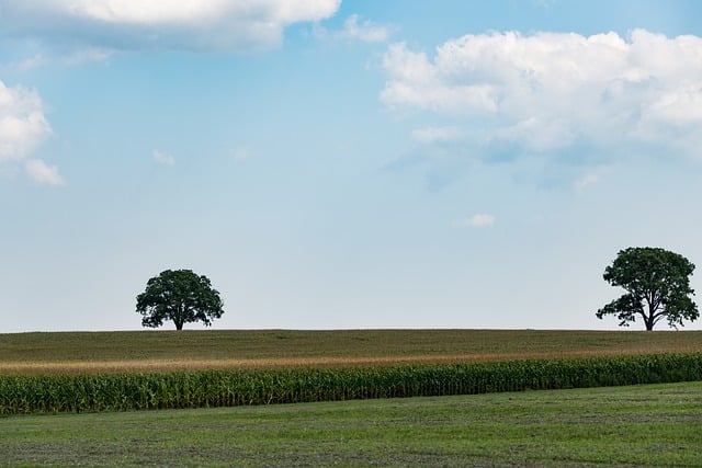 Free download trees field sky nature landscape free picture to be edited with GIMP free online image editor