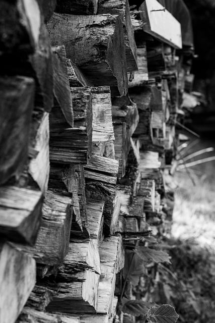 Free download trees firewood pile of wood wood free picture to be edited with GIMP free online image editor
