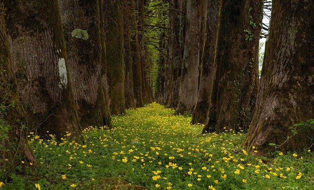 Free download Trees Flowers Nature -  free photo or picture to be edited with GIMP online image editor