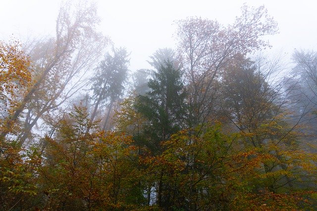 Free picture Trees Fog Autumn -  to be edited by GIMP free image editor by OffiDocs