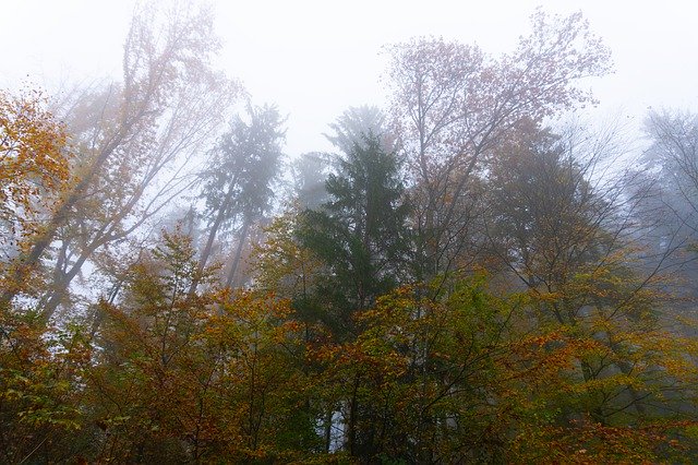 Kostenloser Download Trees Fog Autumn - kostenloses Foto oder Bild zur Bearbeitung mit GIMP Online-Bildbearbeitung