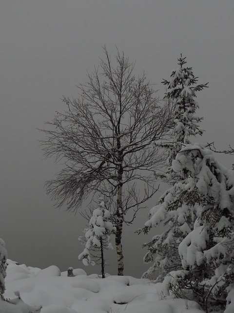 Gratis download Trees Fog Snow - gratis foto of afbeelding om te bewerken met GIMP online afbeeldingseditor