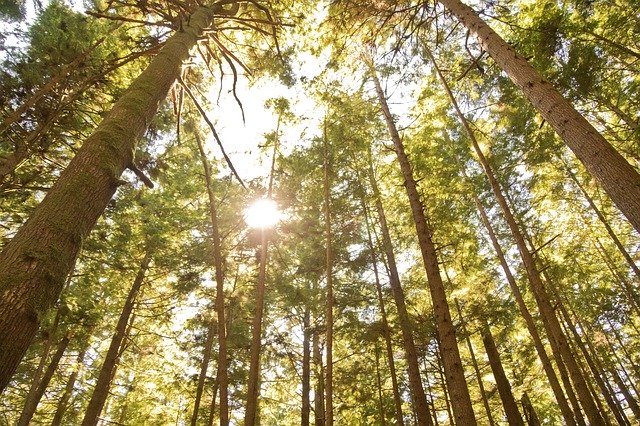 ดาวน์โหลดฟรี Trees Forest - ภาพถ่ายหรือรูปภาพฟรีที่จะแก้ไขด้วยโปรแกรมแก้ไขรูปภาพออนไลน์ GIMP