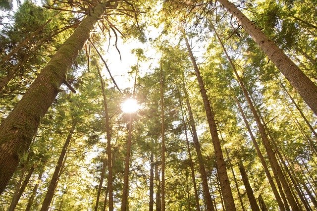 Muat turun percuma Trees Forest - foto atau gambar percuma untuk diedit dengan editor imej dalam talian GIMP