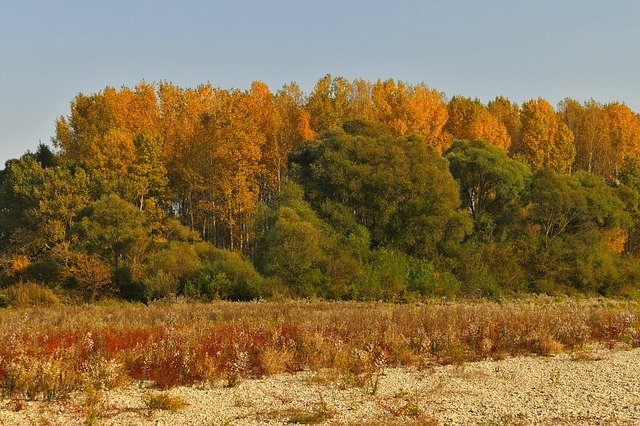 Bezpłatne pobieranie Trees Forest Autumn - bezpłatne zdjęcie lub obraz do edycji za pomocą internetowego edytora obrazów GIMP