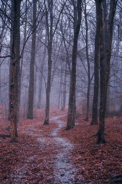 Free download trees forest fog path walk free picture to be edited with GIMP free online image editor