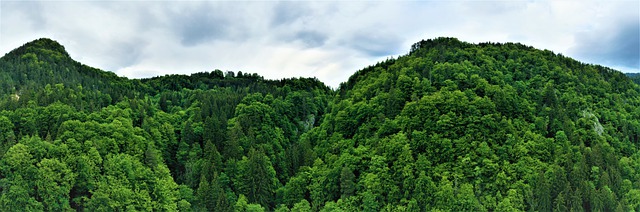 Free download trees forest green nature free picture to be edited with GIMP free online image editor