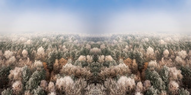 Free download trees forest ice snow frost free picture to be edited with GIMP free online image editor