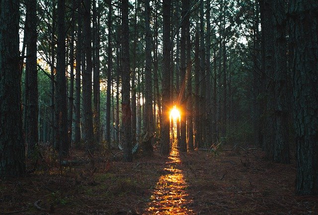 Free download trees forest light beam woods free picture to be edited with GIMP free online image editor