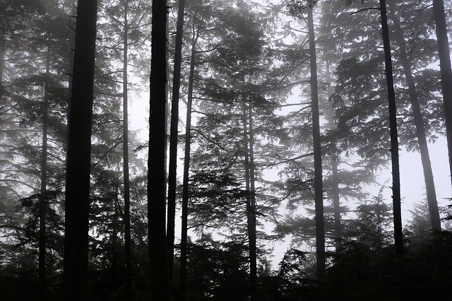 Download grátis Trees Forest Nature modelo de foto grátis para ser editado com o editor de imagens online GIMP
