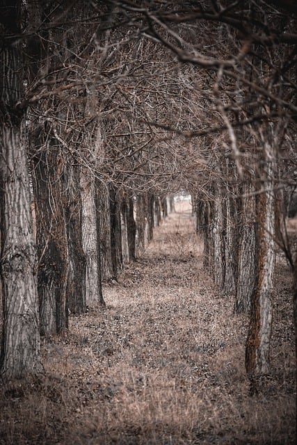 دانلود رایگان درختان جنگل مسیر خیابان طبیعت عکس رایگان برای ویرایش با ویرایشگر تصویر آنلاین رایگان GIMP