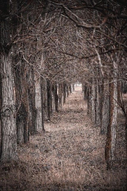 Free download trees forest pathway avenue nature free picture to be edited with GIMP free online image editor