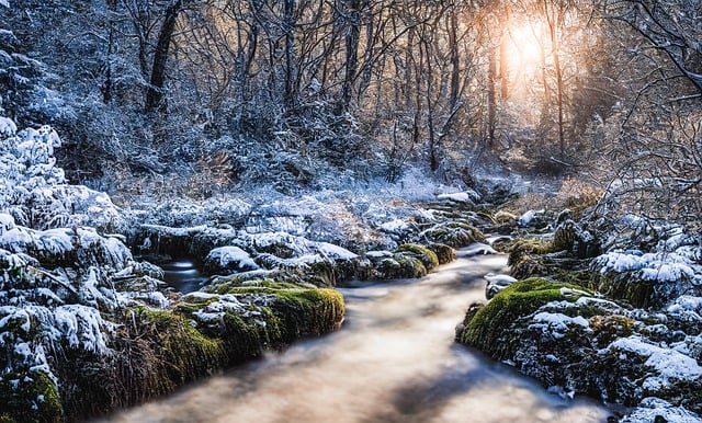 Free download trees forest river winter water free picture to be edited with GIMP free online image editor