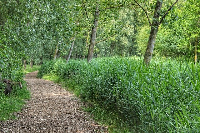 Téléchargement gratuit Arbres Forêts Chemin forestier - photo ou image gratuite à modifier avec l'éditeur d'images en ligne GIMP