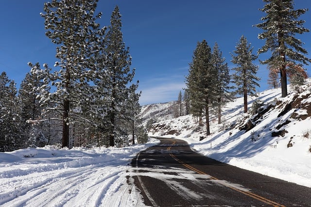 Free download trees forest snow cold conifer free picture to be edited with GIMP free online image editor
