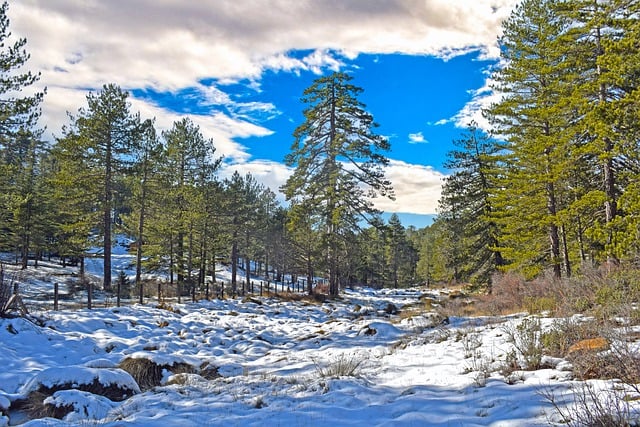 قم بتنزيل صورة مجانية لأشجار الغابات والثلج والطبيعة الشتوية لتحريرها باستخدام محرر الصور المجاني عبر الإنترنت GIMP