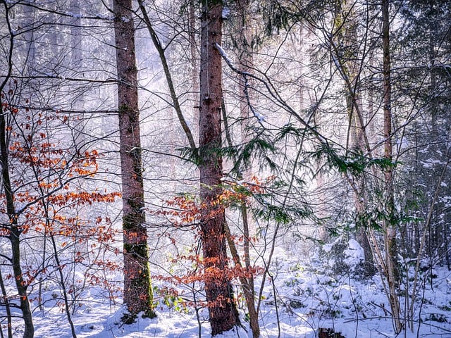 Free download trees forest sunbeams bavaria free picture to be edited with GIMP free online image editor