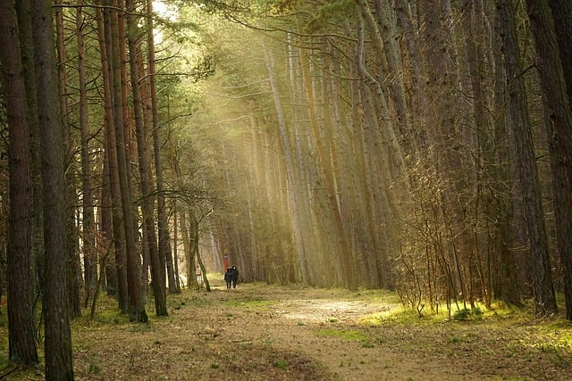 Free download trees forest sunlight the path way free picture to be edited with GIMP free online image editor