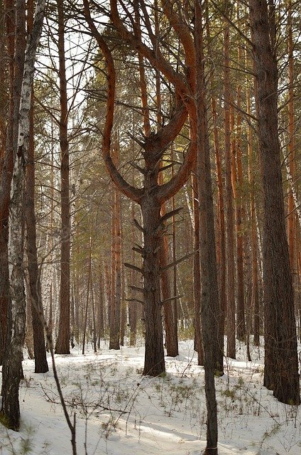 Free download trees forest winter woods nature free picture to be edited with GIMP free online image editor