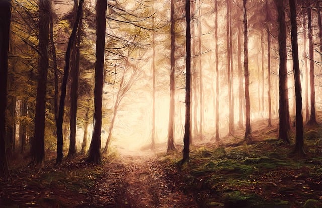 Free download trees forest woods nature plants free picture to be edited with GIMP free online image editor