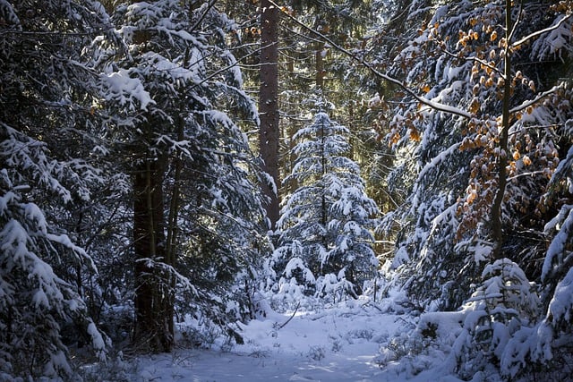 Free download trees forest woods snow nature free picture to be edited with GIMP free online image editor