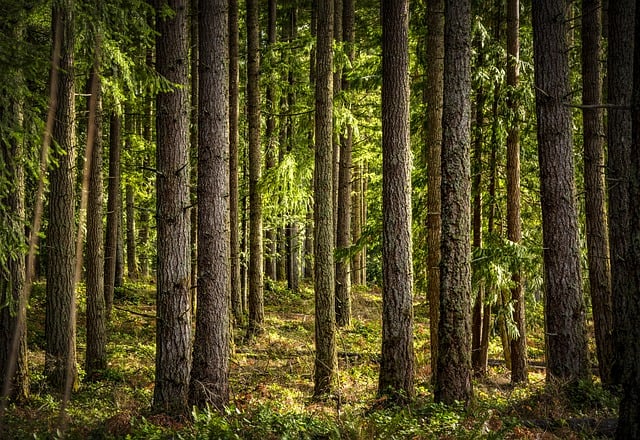 Téléchargement gratuit d'une image gratuite d'arbres, de forêts, de sentiers de pruche, à modifier avec l'éditeur d'images en ligne gratuit GIMP
