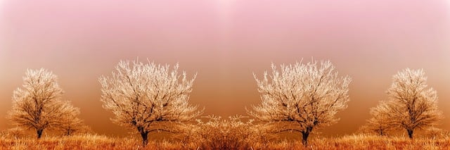 Free download trees frost snow bushes winter free picture to be edited with GIMP free online image editor