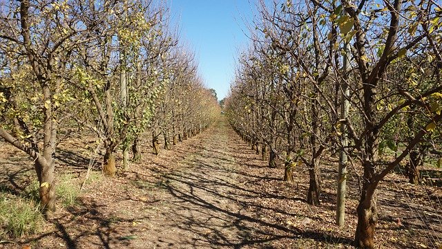 Free download Trees Fruit Orchard -  free photo or picture to be edited with GIMP online image editor