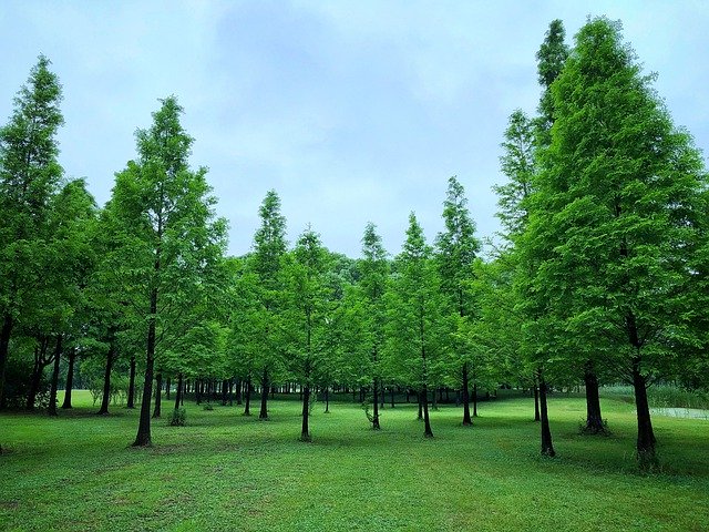 मुफ्त डाउनलोड पेड़ घास का मैदान - जीआईएमपी ऑनलाइन छवि संपादक के साथ संपादित करने के लिए मुफ्त फोटो या तस्वीर