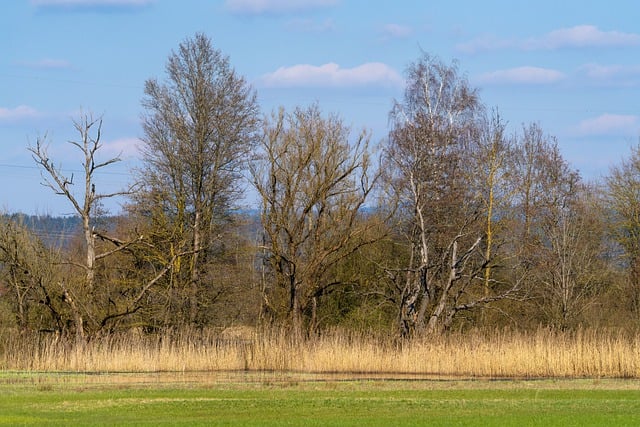 Free download trees grass meadow reeds woods free picture to be edited with GIMP free online image editor