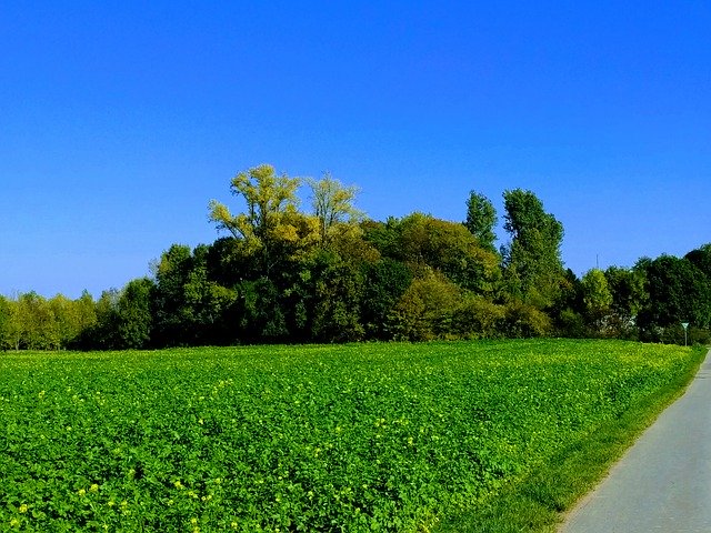 Free download Trees Green Blue -  free illustration to be edited with GIMP free online image editor