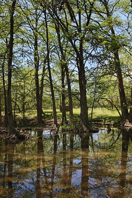 Free download Trees Green Water -  free photo or picture to be edited with GIMP online image editor